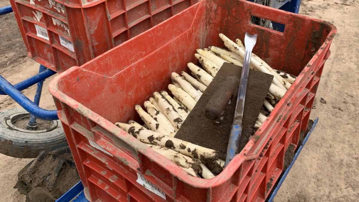 Pfalzmarkt eG Obst Gemüse Erntefrisch aus der Pfalz