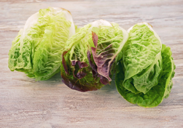 Mini romaine lettuce | freshly harvested from the Pfalz region